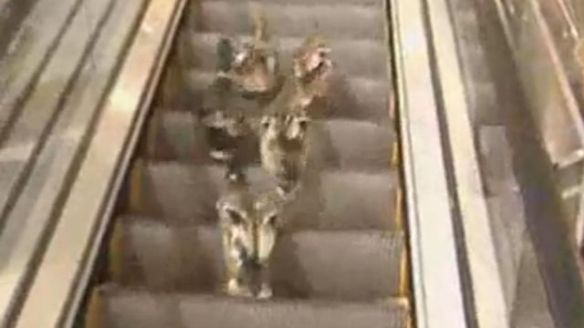 ducks on escalator 