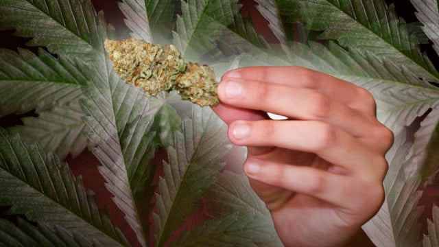 Does Jersey's medical marijuana program violates federal law? 