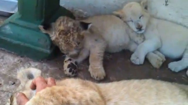 sleeping lion cubs 