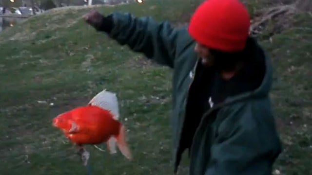 huge goldfish 