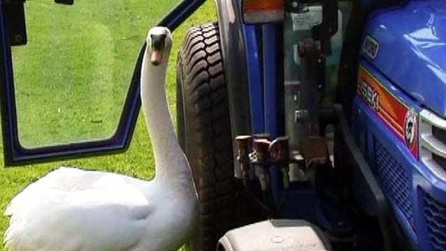 extra_421_swan_tractor_love_copy.jpg 