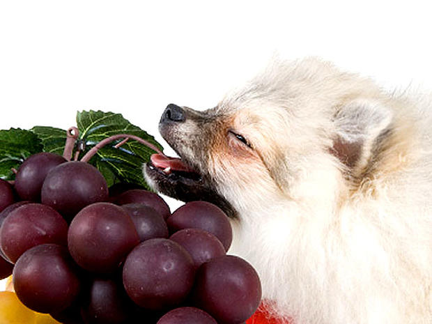 dog_grapes.jpg 