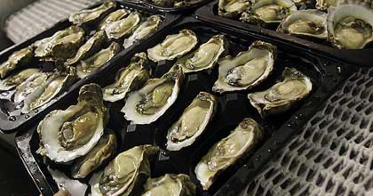 Growing Cape Cod Oysterfest Charges Fee For First Time CBS Boston