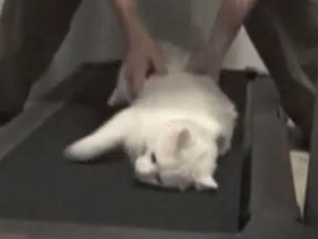 lazy cat on treadmill 