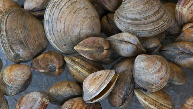clams.jpg 