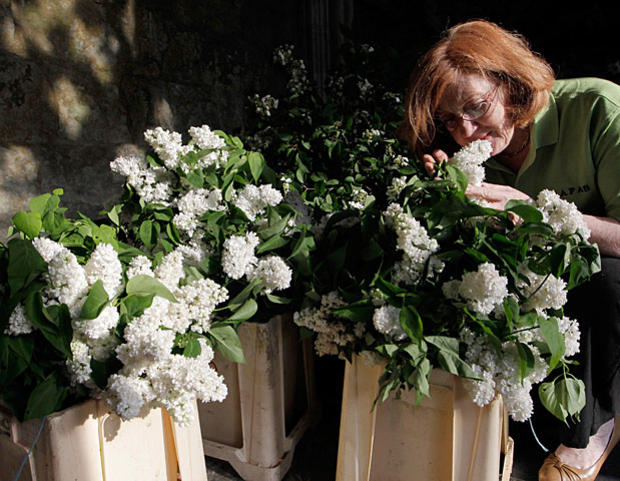 Wendy Davis, National Association of Flower Arranging Societies member, prepares lilac flowers for floral arrangements to decorate Westminster Abbey,. 