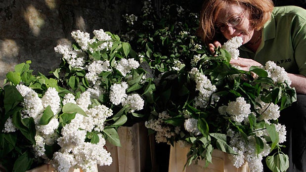 flowers.jpg 