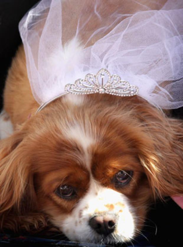 Dressed in a tiara and bridal veil, Camilla the dog looks on as her owner, a royal fan, camps out outside Westminster Abbey on April 27, 2011, in London. 