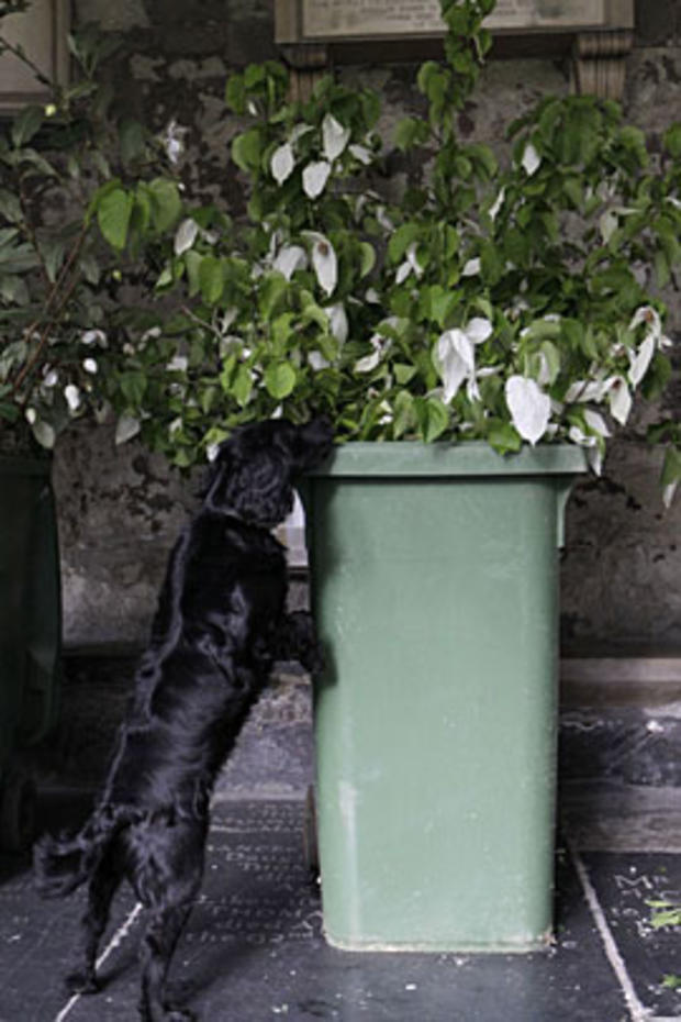 A police dog searches through the flowers brought into Westminster Abbey during preparations for the upcoming royal wedding ceremony on April 27, 2011. 