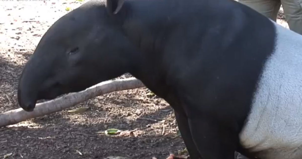 Educational video about tapirs doesn't educate - CBS News