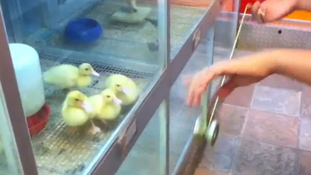 yo-yo ducks 