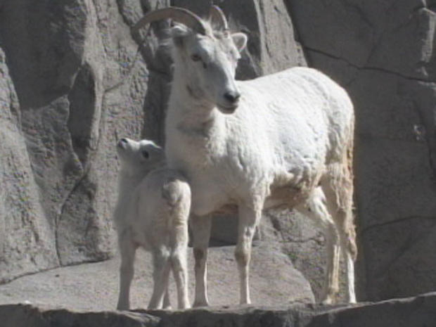 baby-goat2 