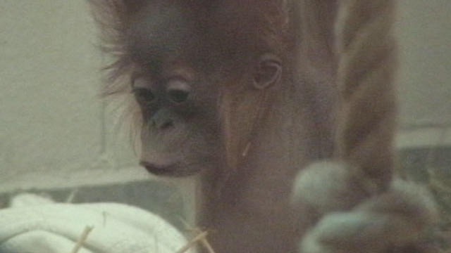 baby-orangutan.jpg 