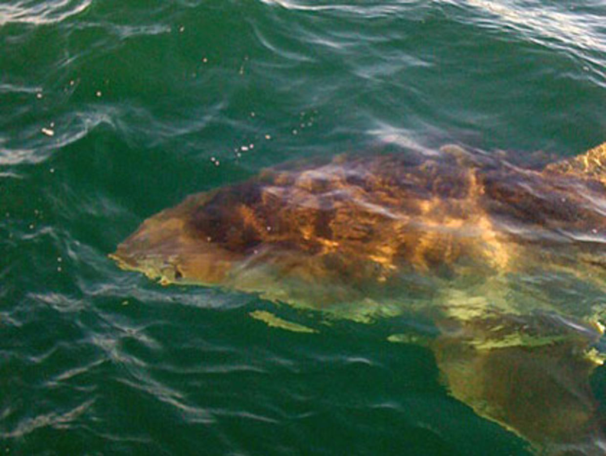 Great White Shark Spotted Off Martha's Vineyard CBS Boston