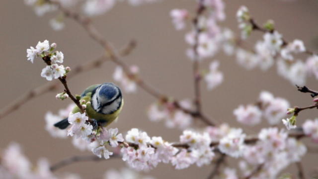nature_spring.jpg 