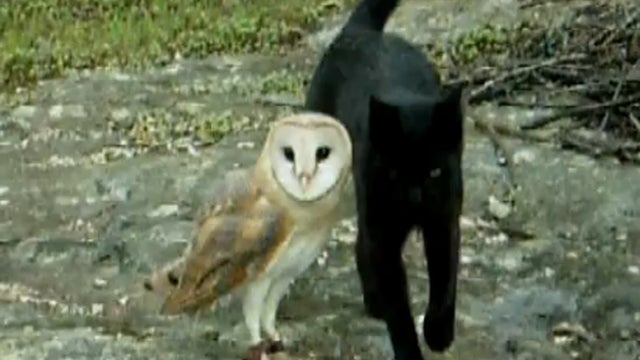 Cat_and_Owl_Playing_copy.jpg 