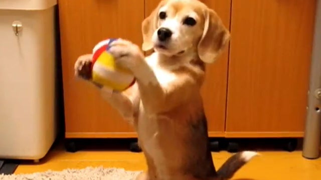 dog plays catch 