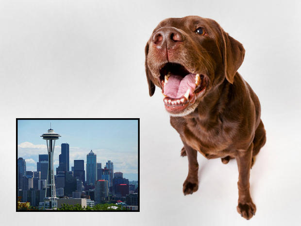 seattle, dog bites, dogs, cities 