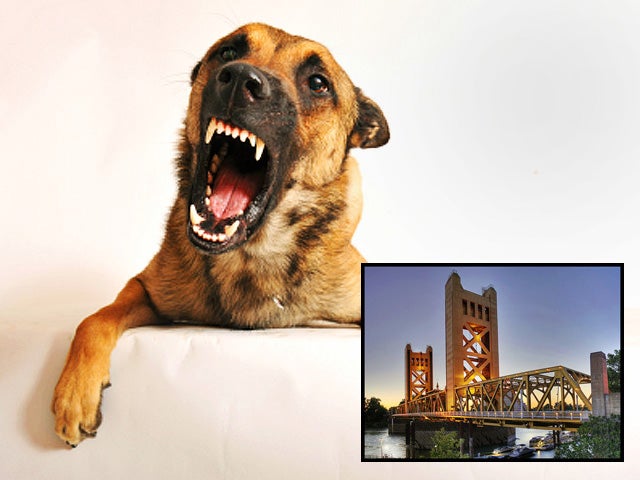 sacramento, dog bites, dogs, cities 