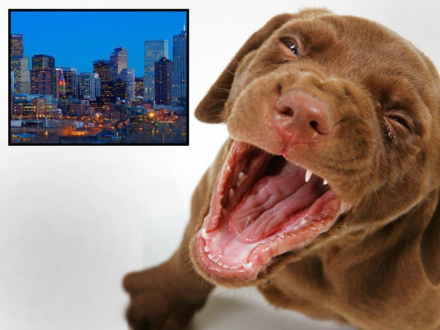 denver, dog bites, dogs, cities, colorado 
