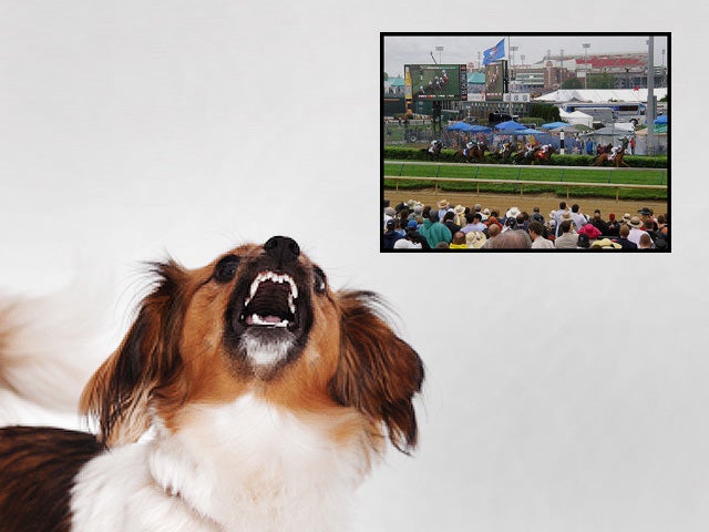 dog bites, dogs, cities, louisville, kentucky 