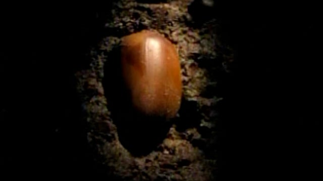 acorn.jpg 
