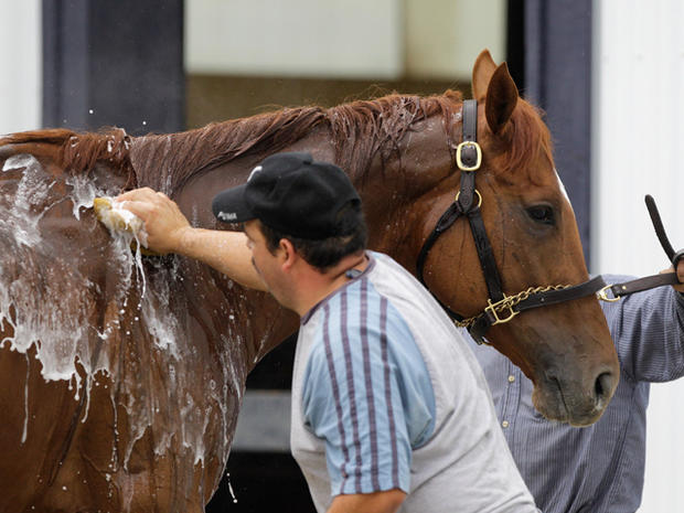 Kentucky Derby winner and Preakness entrant Animal Kingdom gets a bath 
