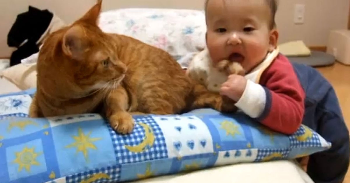 Cat shop eats baby