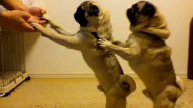 conga line pugs 