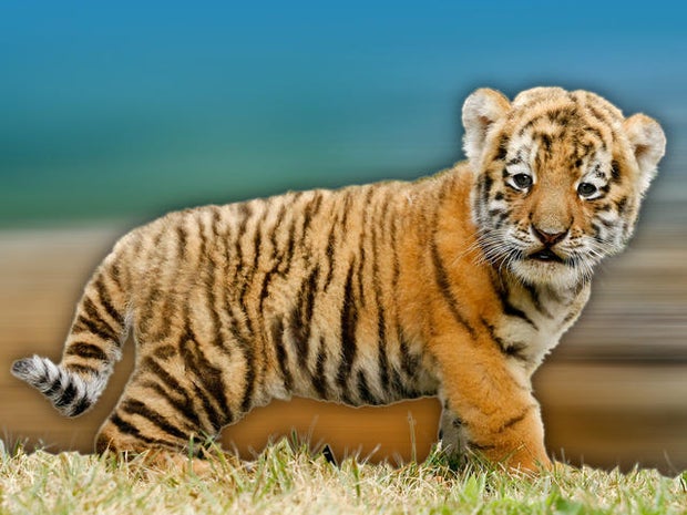 Toy tiger causes UK police alert 