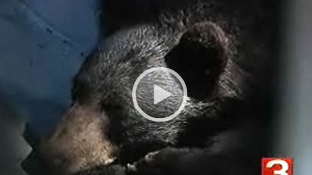 balck-bear-wrtv.jpg 