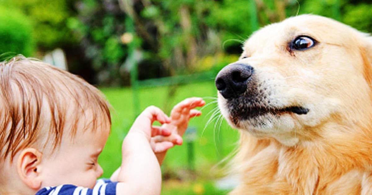 Babies with dogs less likely to develop colds, ear infections as ...