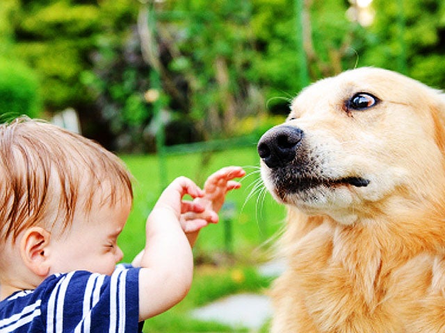 Babies with dogs less likely to develop colds, ear infections as
