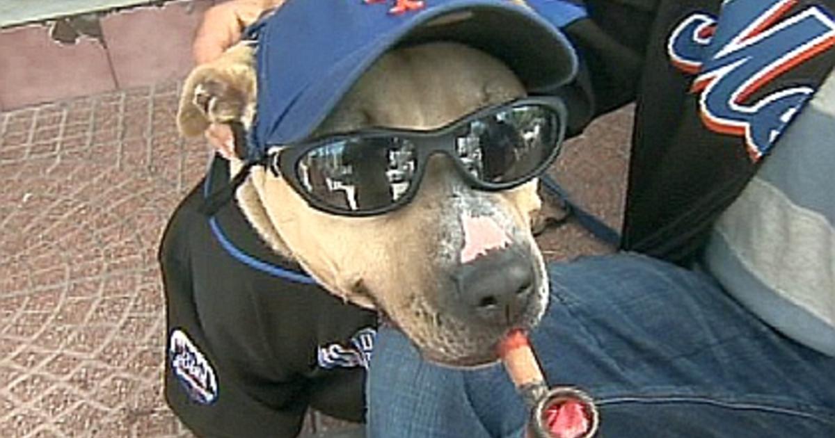 SI Photo Blog — A dog wearing New York Mets attire sits outside