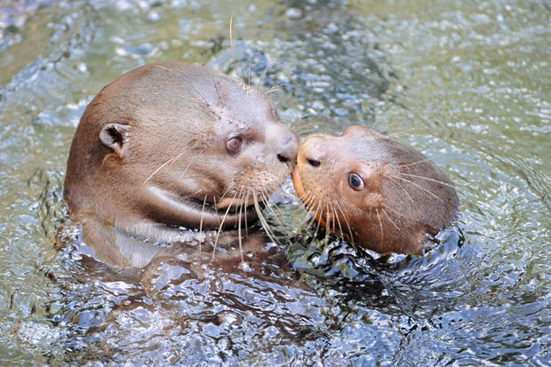 Giant Otters Swim At Zoo Miami 