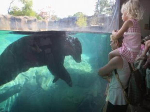 Animals At In The Brookfield Zoo Try To Beat The Summer Heat 