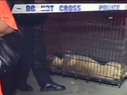 4-year-old boy fatally mauled by dog in New York City home - CBS News