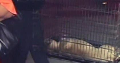 4-year-old boy fatally mauled by dog in New York City home - CBS News
