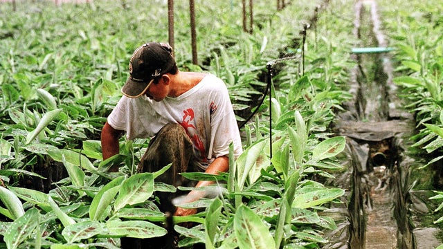 Worker checks banana samplings 