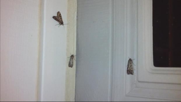 Miller Moths 