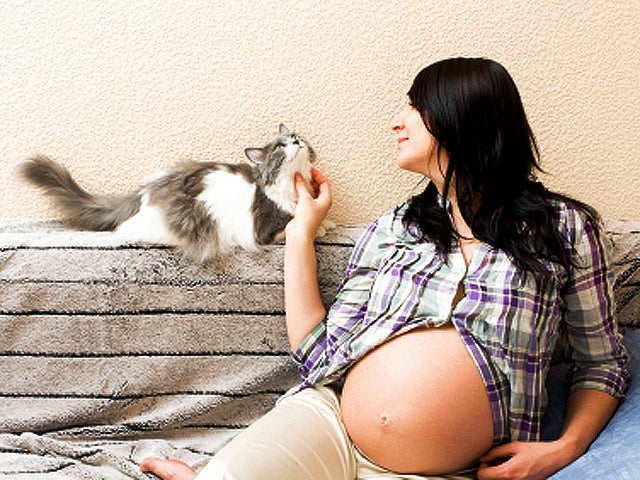 Cat poop hotsell pregnancy risk