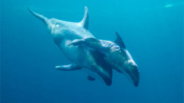 dolphin-2.jpg 