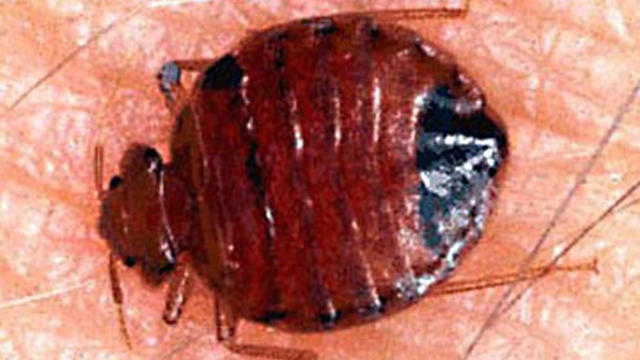 Bad news about bed bugs 