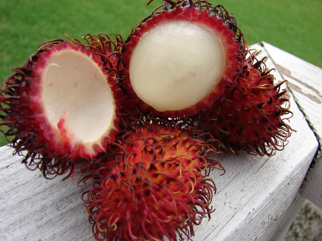 Rambutan_Wikimedia_Forest_and_Kim_Starr.jpg 