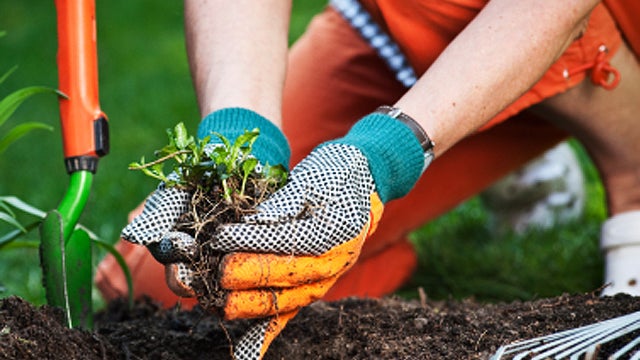 gardening_istock9129320.jpg 