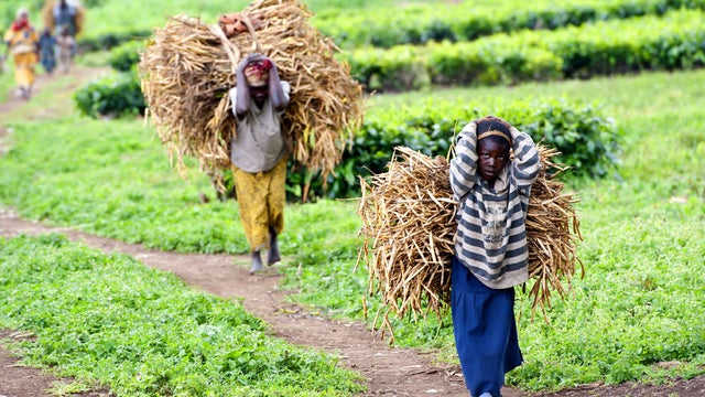 African farmers generic 