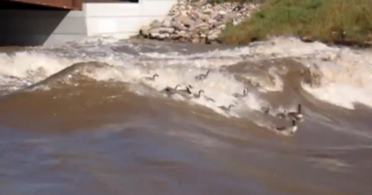 Flock of geese catching some waves, surfing - CBS News