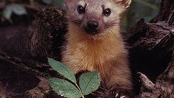 american_marten.jpg 