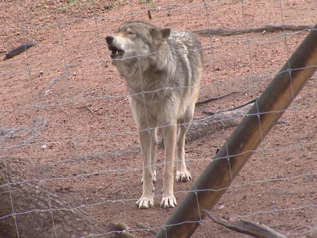 Colorado Wolf And Wildlife Center 