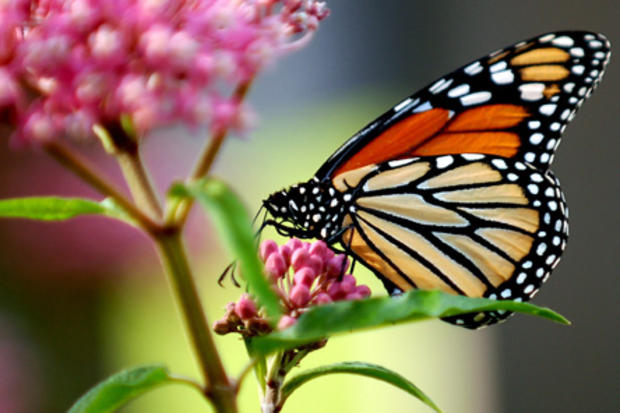 monarch-butterfly_pjkania.jpg 